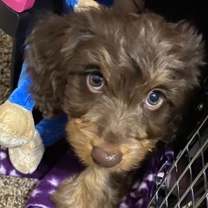 Meet your Posher, Justin